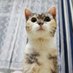 catdirector (@cat515197650) Twitter profile photo catdirector (@cat515197650) Twitter profile photo
