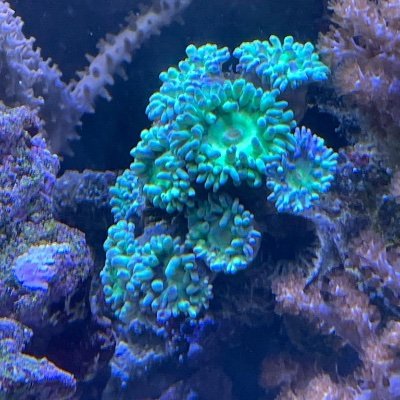 https://t.co/fWBX587XTi - Natur Urlaub & Wissenswertes. Biologie Meerwasser Aquarium mit Innenfilter. Krebs unheilbar. (Seit 2021).