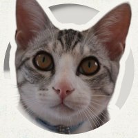 てつのひ🐈🐈‍⬛🐾(@tentsuyonoahime) 's Twitter Profile Photo