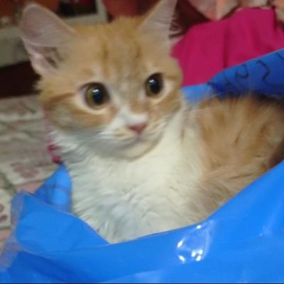 anisareshwala's profile picture. Moj Masti