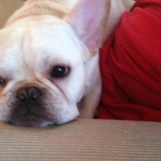 Normn2008's profile picture. I'm an ornery French Bulldog