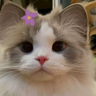 gingafe's profile picture. be the person you wish you had