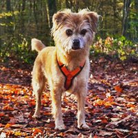 Schröder mit Frau Dings (@schroedercheffe) 's Twitter Profile