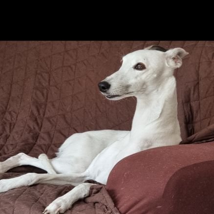 Tabasqueño, Médico, felizmente casado y fan de mi Whippet Valentina.