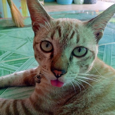 thnwathntripra1's profile picture. 