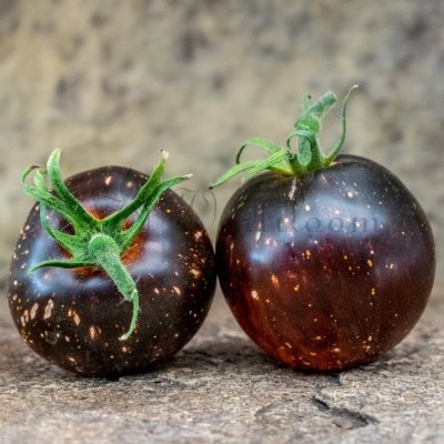 duisterTomaat's profile picture. A special tomato