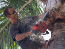 Passionate about the trees & stunning landscapes of Southwest Florida. Striving daily to educate-inform-share the latest & greatest from the tree care industry.