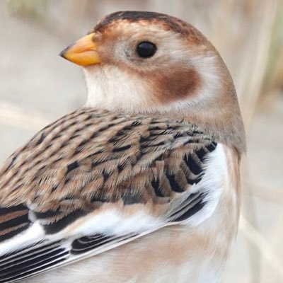 Trainee Bird ringer. Birder. Love birds, insects and taking photos to remember them!