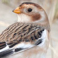 Aspen Silvaana (@aspensilvaana) 's Twitter Profile Photo Aspen Silvaana (@aspensilvaana) 's Twitter Profile Photo