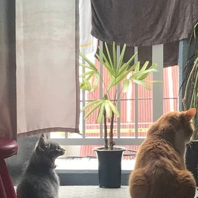 CC6HlQHSUym2hEy's profile picture. よろしくお願いします