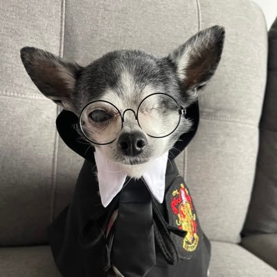 ChihuahuaBaxter Profile Picture