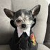 ๐พ Baxter ๐พ (@chihuahuabaxter) Twitter profile photo ๐พ Baxter ๐พ (@chihuahuabaxter) Twitter profile photo
