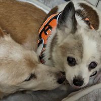 すばる&しろママ (@mtp7miyl0xrrxrc) 's Twitter Profile Photo すばる&しろママ (@mtp7miyl0xrrxrc) 's Twitter Profile Photo