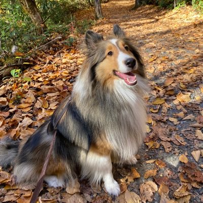 Hi I’m Sammy, a Sheltie born 5/15/22.I’m just living my best life with my humans in Southern Illinois.
