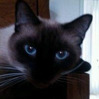 Theresa McLeod(@CatLadyWTX) 's Twitter Profile Photo