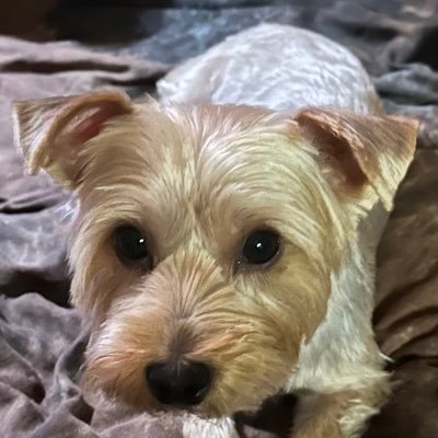 enigmaticuk's profile picture. Indy game dev