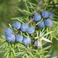 Juniper Ward (@juniperwardnhs) 's Twitter Profile Photo