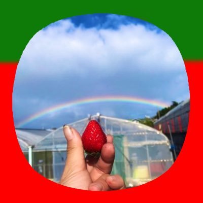 沖縄でいちご狩り🍓と平飼いで🐓さんに🥚を産んでもらってます🐣ほぼいちご担当🍓時々鶏さん。