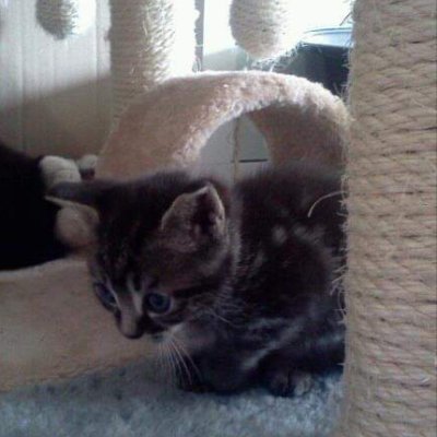 Ow_Fate_17's profile picture. 🇫🇷 | 21 yo | Flex support for Team Rats.