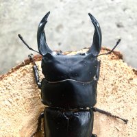 いとキン (@yxdisqpqiqsvxhq) Twitter profile photo