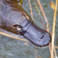 Snarky Platypus (@snarkyplatypus) 's Twitter Profile