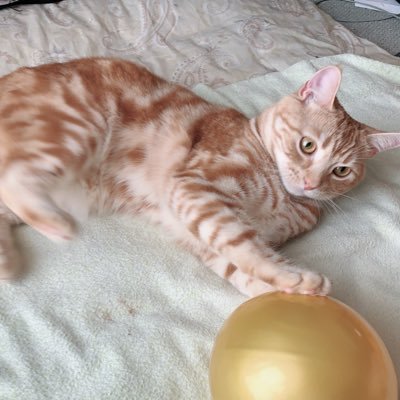 よろしくお願いします!クトゥルフが好きで是非ともシナリオに誘ってください! 精神年齢はかなーり低い男ですがよろしくお願いします(´◉ω◉` )