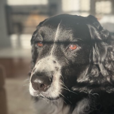 MimiBlu625's profile picture. Dog mom to Blu the Bernedoodle 🐶❤️🐶❤️. Married to a wonderful man 💓. Find us at mimiblu625 on threads and the sky place