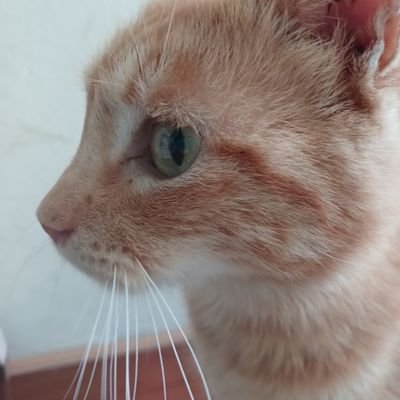 hanacoder's profile picture. En cambio constante...
