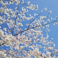 藍星(お取引用) (@aise_trade) 's Twitter Profile Photo