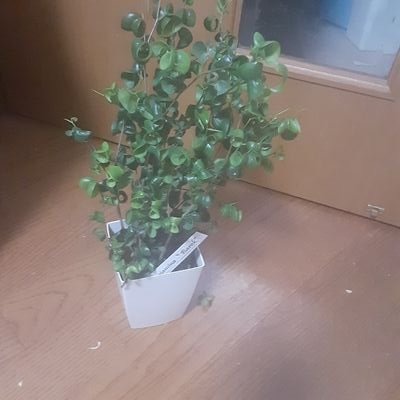 PcH087QoAuCAnnQ's profile picture. High skilled interpreter as well as translator,writer. Ph.D.Trilingal.　執筆講演のご依頼はDMで。それいがいは受けません。