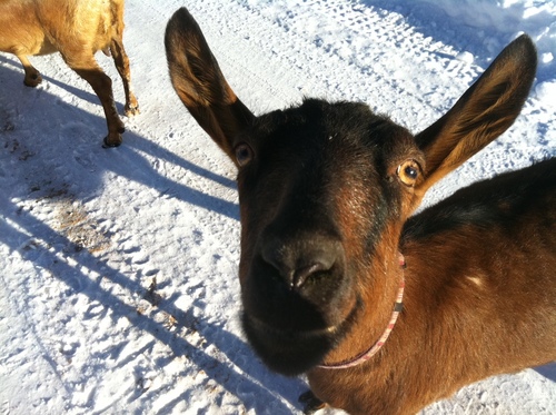 We are Colorado's smallest licensed microdairy. We are located in beautiful Divide, CO at elevation 9100 ft. We make goat cheese, goat milk soap and lotion.