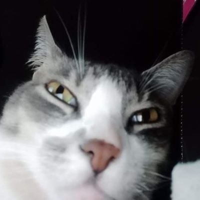 ga55147's profile picture. La melancolia es fuerte, pero yo soy más rápido 
estoy aprendiendo a hacer mods y fanfics del snootgame