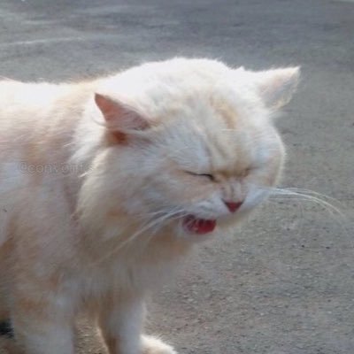 beibila_'s profile picture. hello baby!