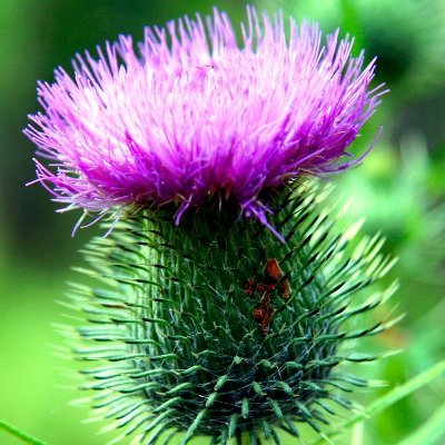 thistle