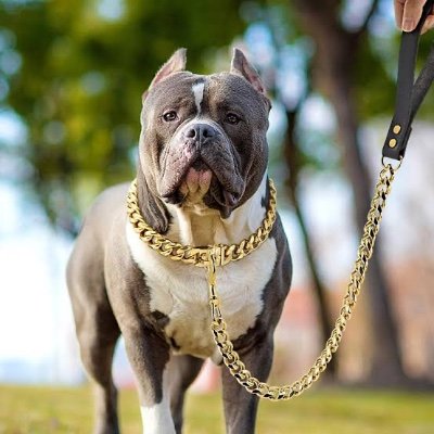RahulSh15547241's profile picture. Dog 🐕