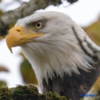 Csaba Gulyas 🇨🇦🇺🇸 (@csgulyas) 's Twitter Profile