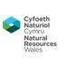 Cyf Naturiol Cymru CDC / Natural Res Wales SWC (@CyfNatCymCDC) Twitter profile photo