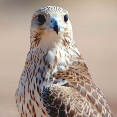 Ghyddan's profile picture. ولا غالب الا الله 
اللهم اغفر لأمي وأبي وارحمهما كما ربياني صغيرا
J-M172