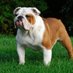 Bulldog Lover Club (@bulldog_lover_c) Twitter profile photo