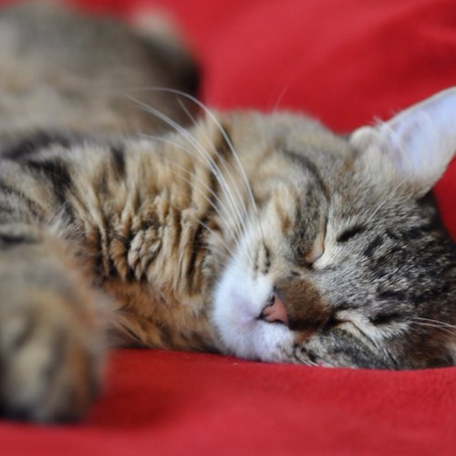 lounroo's profile picture. 