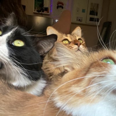 runremrun's profile picture. "Do not go gentle into that good night" 🌙