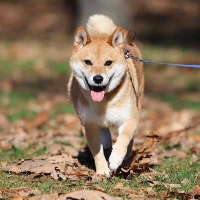 柴犬♂(去勢済) ルカ🐶2018年11月14日誕生日 2020年2月29日ウチの子記念日 おなかと気持ちがちょっと弱め😅 元気に家族をひっぱるボクが独り言を呟くのだ❗️ たまに虹の橋からサミー先輩も登場‼️