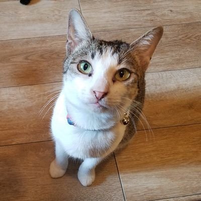 orso_salita's profile picture. 最近ねこ多めです
