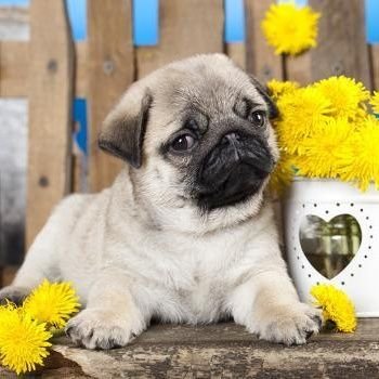 pugloversclub5 Profile Picture