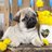 @pugloversclub5