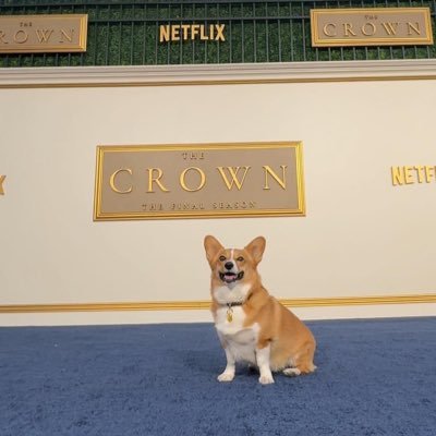 ziggy_thecorg Profile Picture