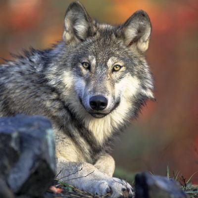Welcome to @wolf_lovers_
We share daily #wolf contents.
Follow us if you really love wolfs.🐺🐺