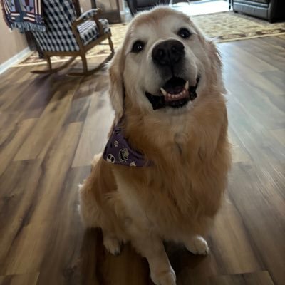 I am a delightful golden retriever named Brady.  My mama is my admin and favorite human!
