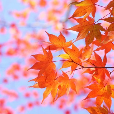 Tumn0436's profile picture. 惜しめどもどうせいなくなるものならば鮮やかがいい椛のように/21