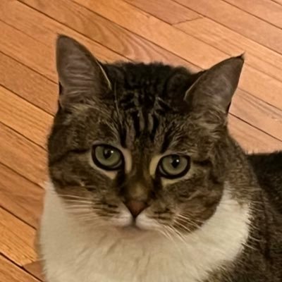 atabbycat5 Profile Picture